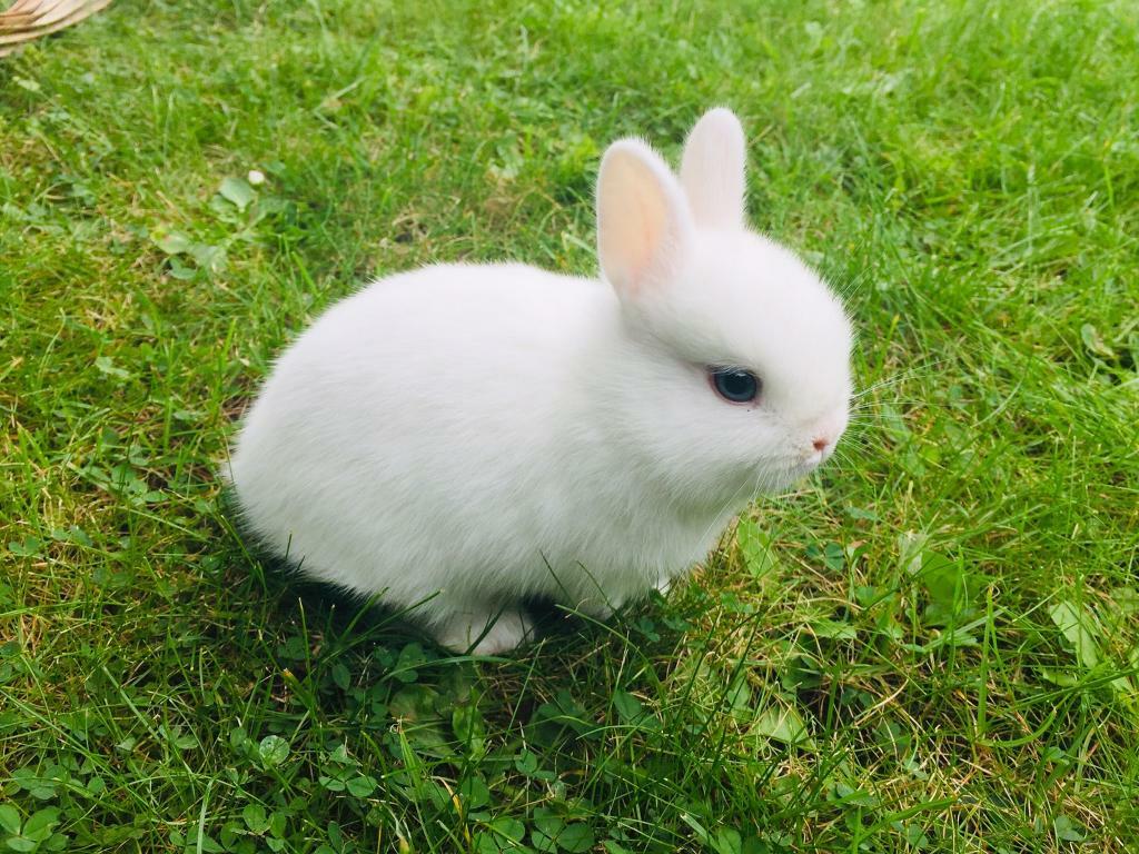 gumtree dwarf rabbits
